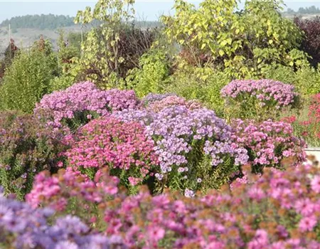 Mit schönen Beetpflanzen für neuen Glanz im Blumenbeet sorgen