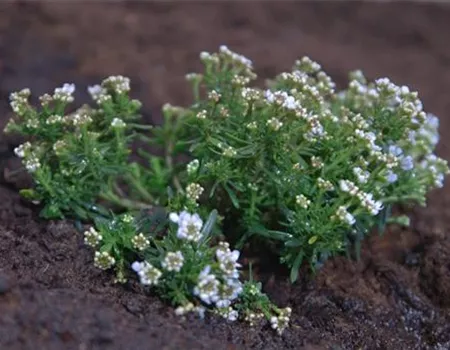 Schleifenblume - Einpflanzen im Garten