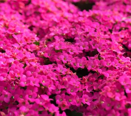 Feuer und Pflanze - Das Flammende Käthchen Feuer und Pflanze - Das Flammende Käthchen