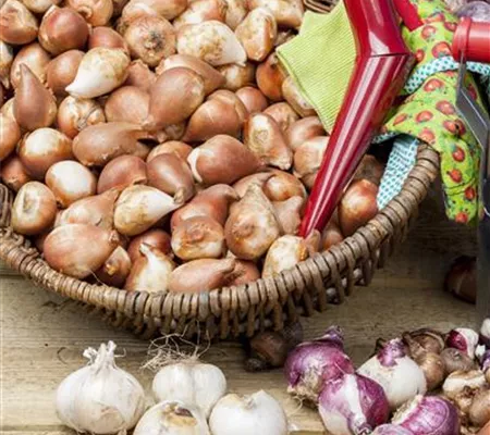 Blumenzwiebeln pflanzen im Garten Blumenzwiebeln pflanzen im Garten