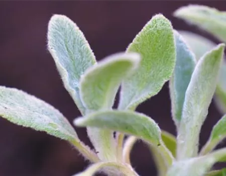 Woll-Ziest - Einpflanzen im Garten Woll-Ziest - Einpflanzen im Garten