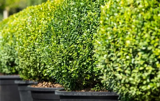 Buchsbaum pflanzen und pflegen lohnt sich  Buchsbaum pflanzen und pflegen lohnt sich