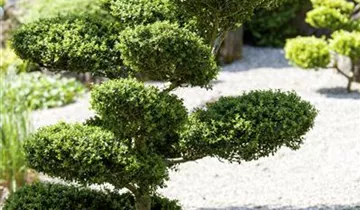 Zum Vergrößern klicken Bildvorschau