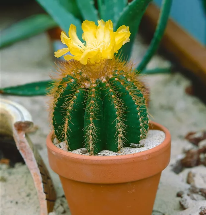 Schwiegermuttersessel