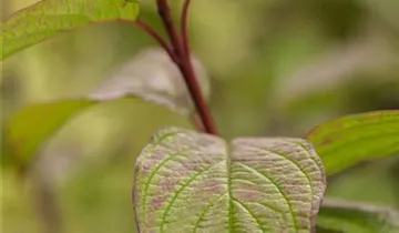 Zum Vergrößern klicken Bildvorschau