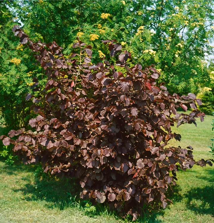 Bluthasel 'Purpurea'