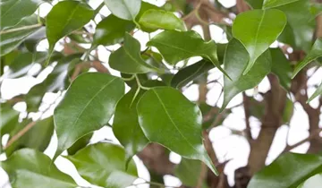 Zum Vergrößern klicken Bildvorschau