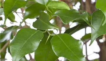 Zum Vergrößern klicken Bildvorschau