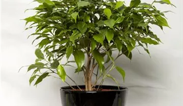 Zum Vergrößern klicken Bildvorschau