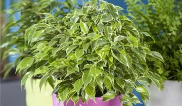 Zum Vergrößern klicken Bildvorschau