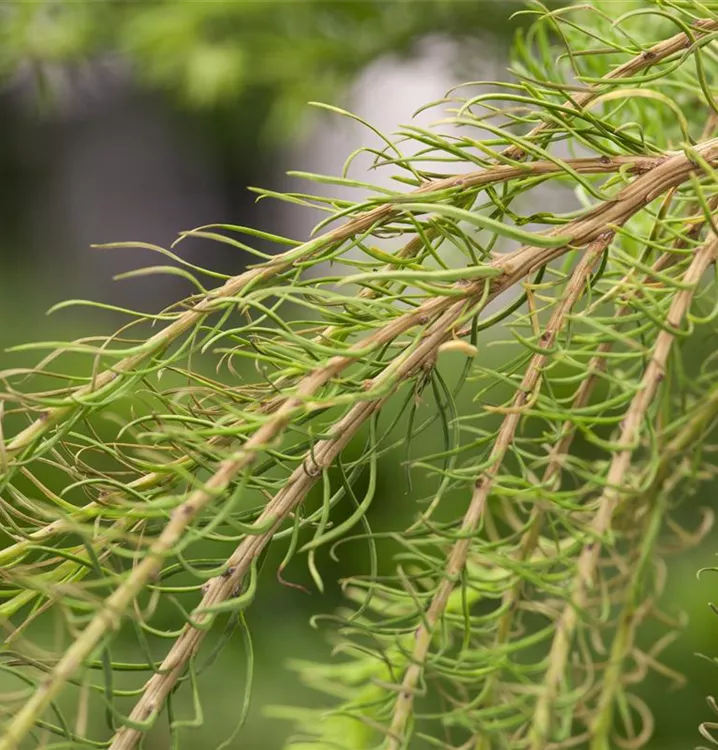 Europäische Lärche 'Puli'