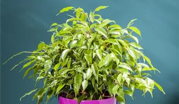 Zum Vergrößern klicken Bildvorschau