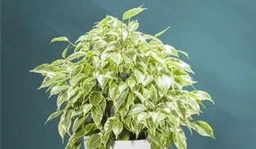 Zum Vergrößern klicken Bildvorschau