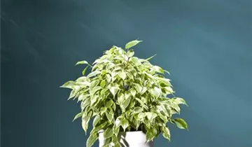 Zum Vergrößern klicken Bildvorschau