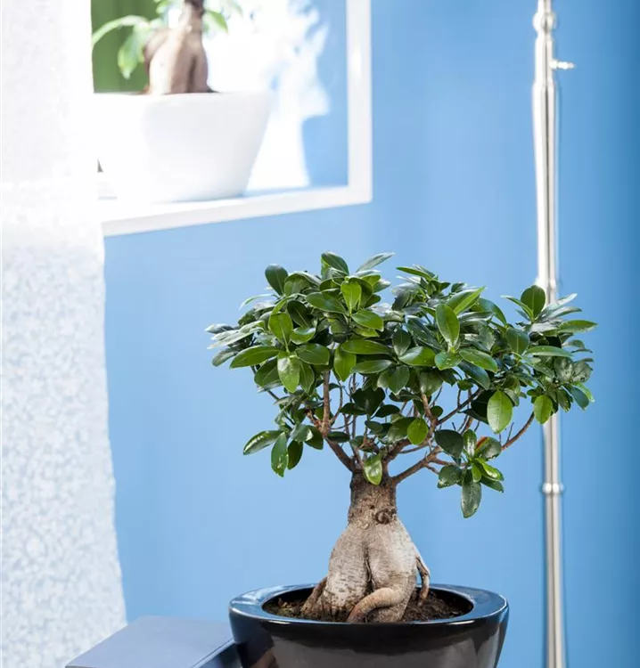 Chinesische Feige 'Ginseng'