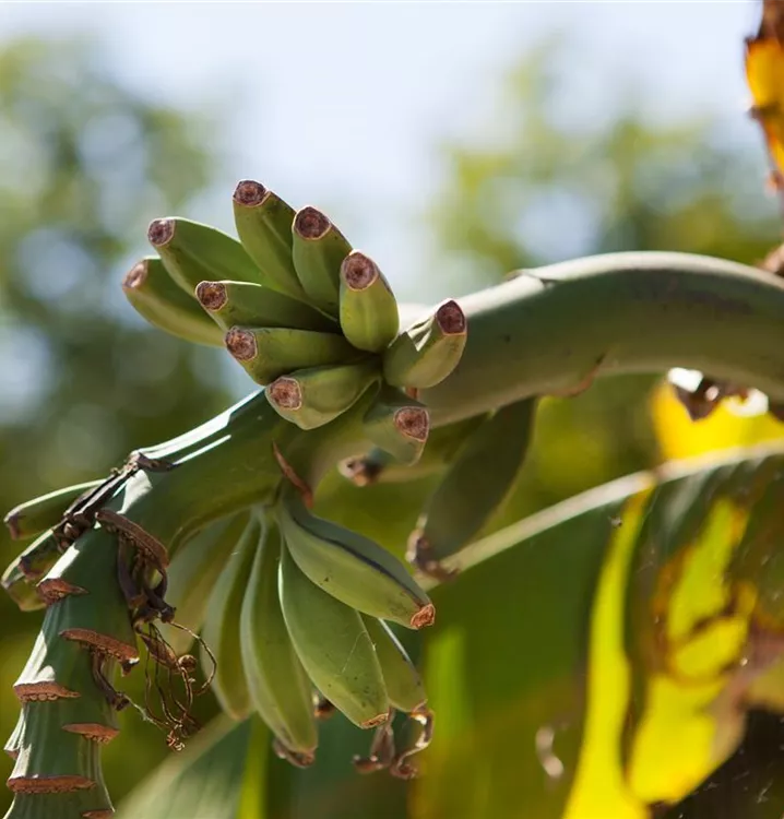 Japanische Faserbanane