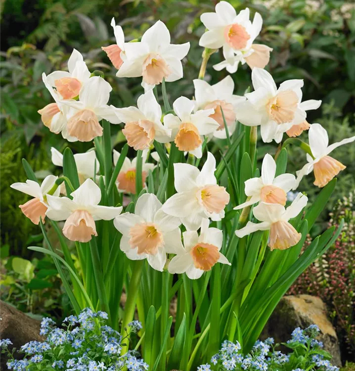 Narzisse'Katie Heath'