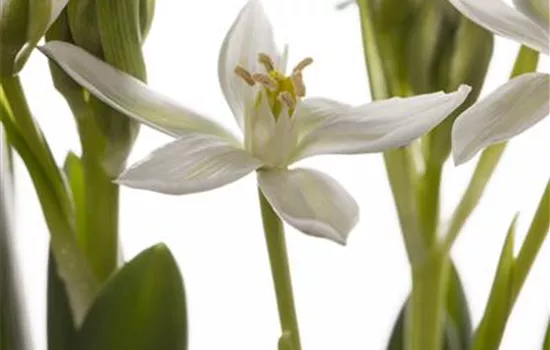 Milchstern Milchstern