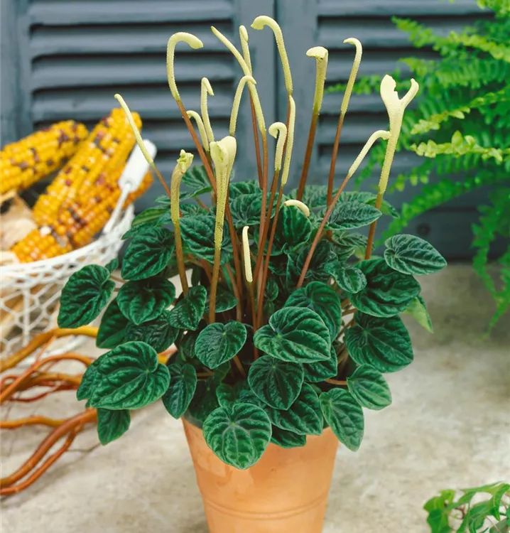 Zwergpfeffer Zwergpfeffer