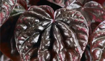 Zum Vergrößern klicken Bildvorschau