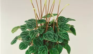 Zum Vergrößern klicken Bildvorschau