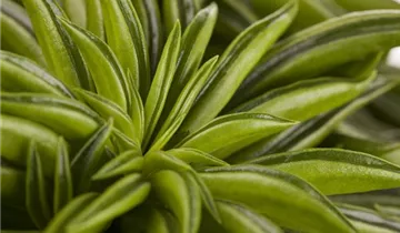 Zum Vergrößern klicken Bildvorschau