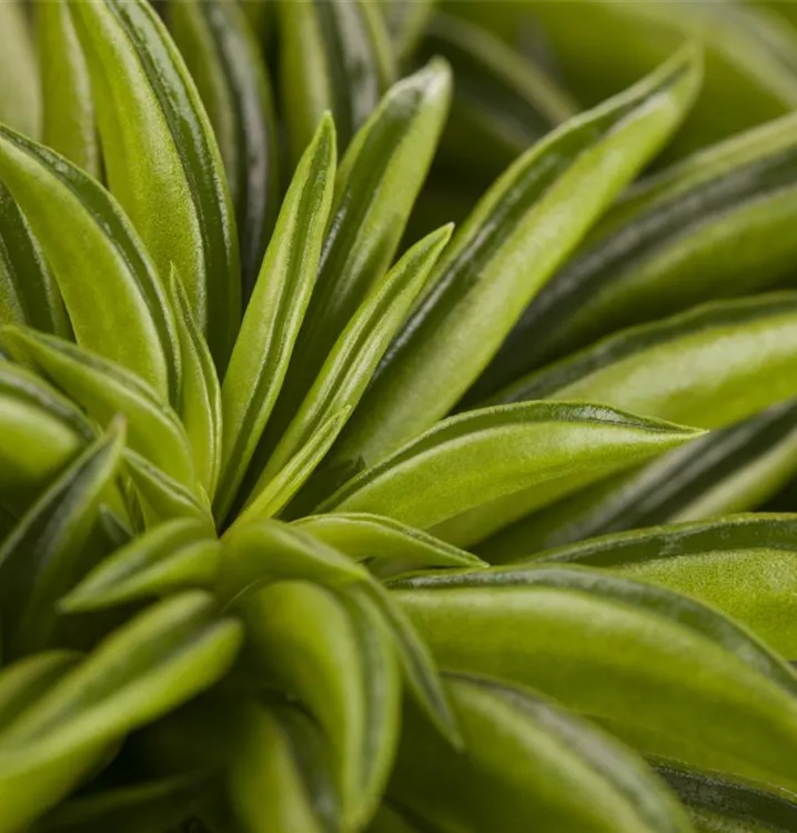 Peperomie 'Happy Bean' Peperomie 'Happy Bean'