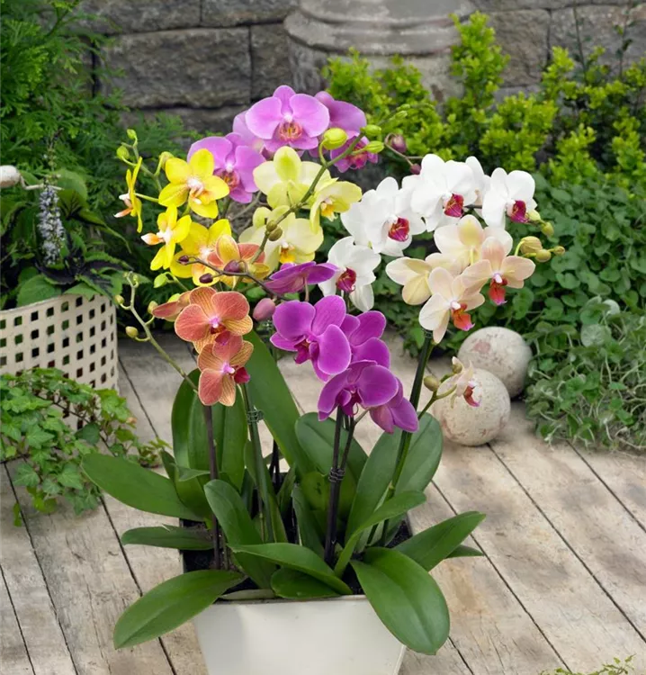 Kleinblumige Schmetterlingsorchidee