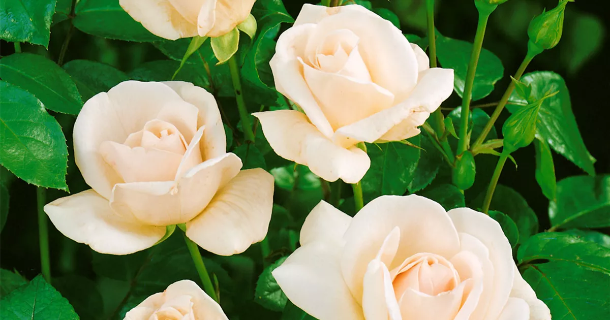 Rosa 'Helga'® - BAUHAUS E-Business GmbH & Co. KG